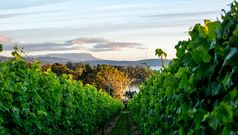 Discovering Tasmania's cool-climate wines