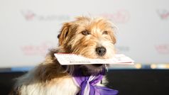 Pets may soon travel in the cabin on domestic flights