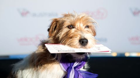 When will Virgin Australia allow dogs on planes?