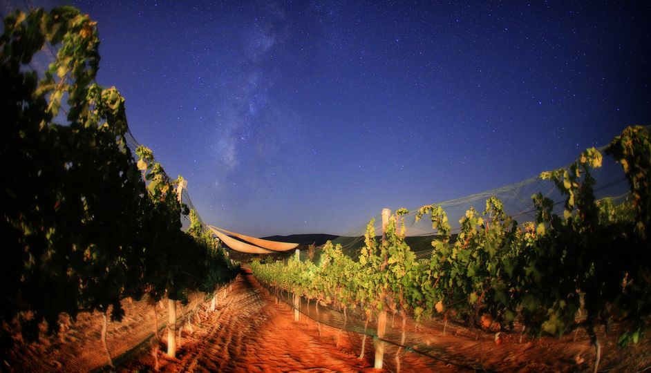 Valle de Gaudalupe produces 90 per cent of Mexico’s wines.