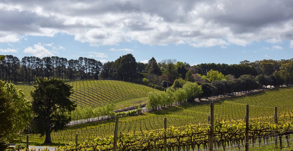 The Lenswood vineyard.