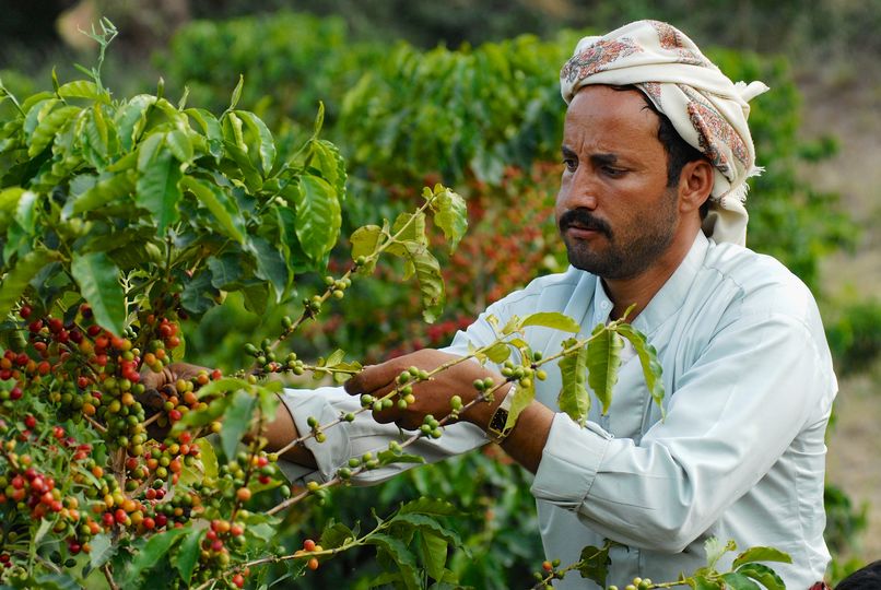 A Yemeni farmer collects Arabica coffee beans.