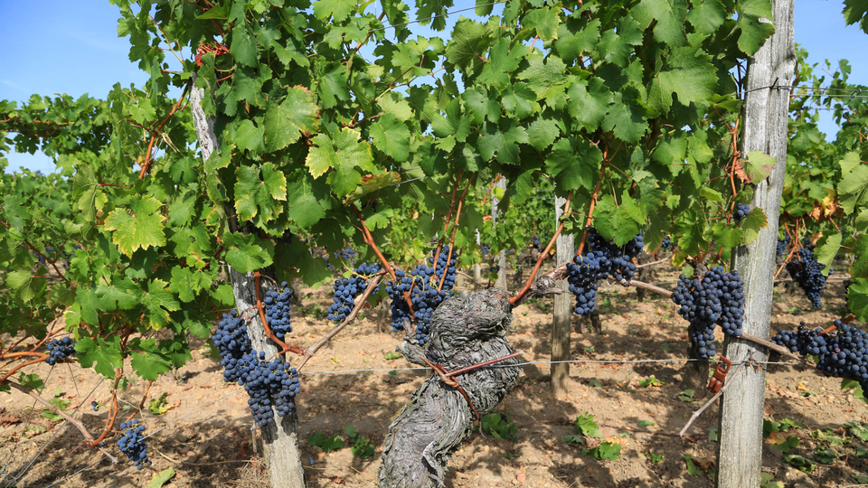 A vineyard in Bordeaux.