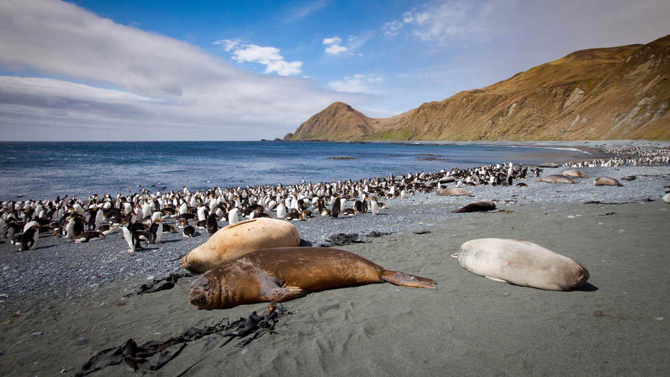 Royal penguins, Eudyptes schlegeli Royal penguins and southern elephant seals in Sandy Bay, Macquarie Island.