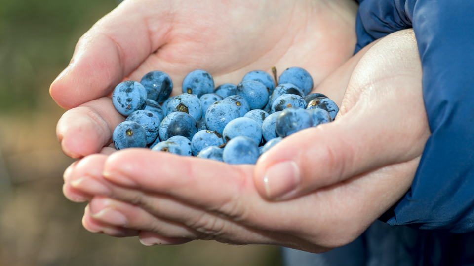 Little-known sloe berries add both colour and a distinctly sweet astringent note to a sloe gin.