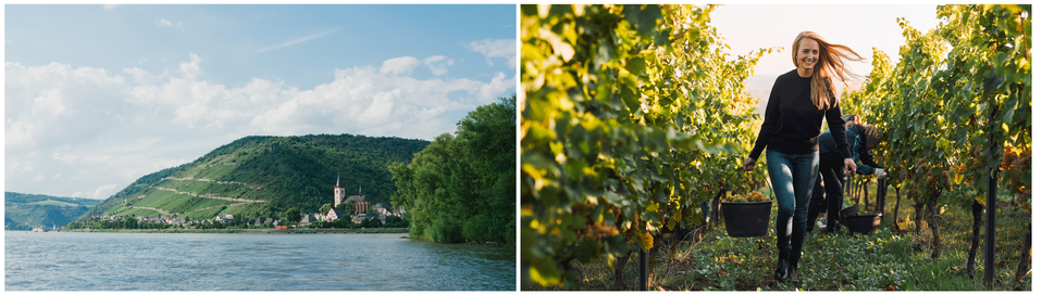 Aromatic whites await you on the Rhine River Cruise Journey.