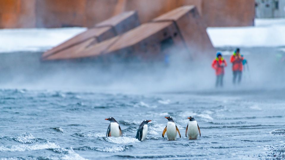 Check out some penguin colonies during a stroll across the ice