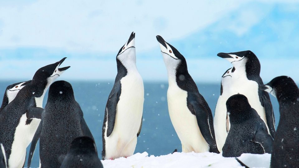 Learn all about penguins and other polar marine life at the onboard Science Centre