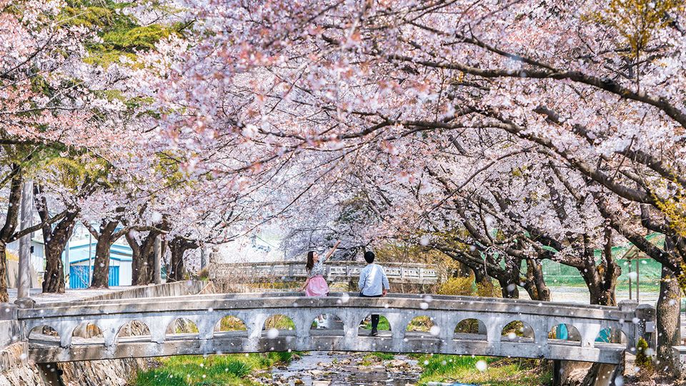 Cherry blossoms in Geochang County