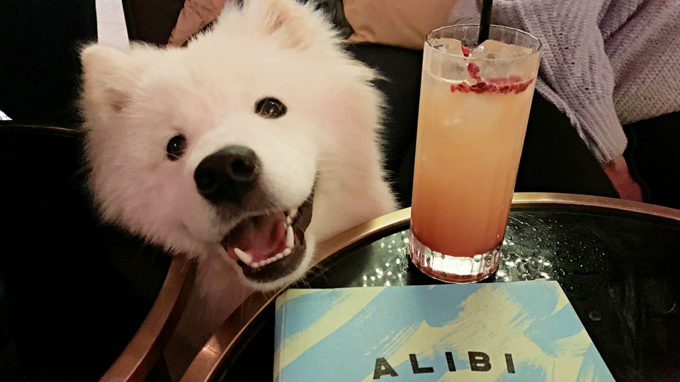 While the strawberry mocktail at Social Hour looked tempting, Indi was content with her bowl of water.