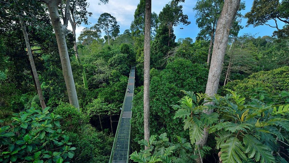 Kedah, in Malaysia's north, is host to the longest rainforest canopy walk in the world.