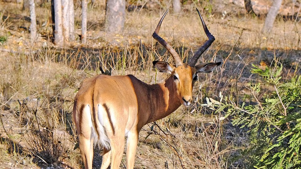 A male impala keeps watch over a herd of females.