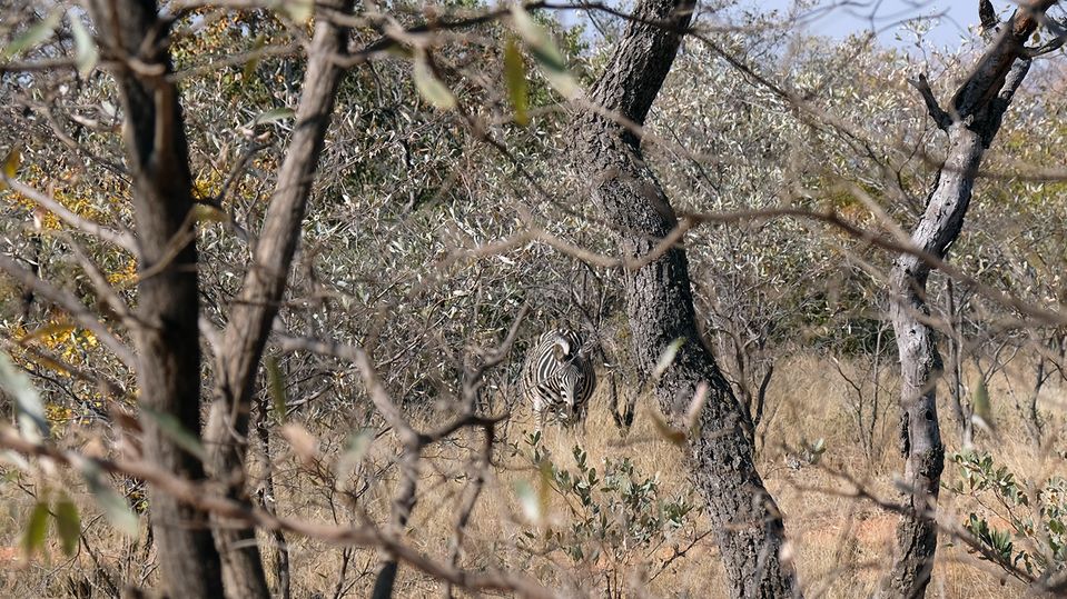 Despite the black and white stripes, zebras are surprisingly adept at camouflage.