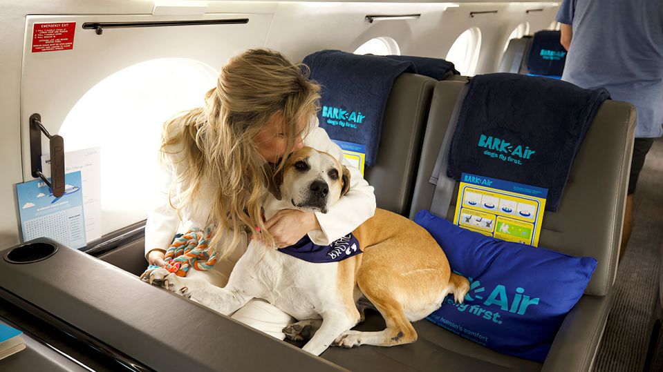 Dogs are VIP passengers on Bark Air.