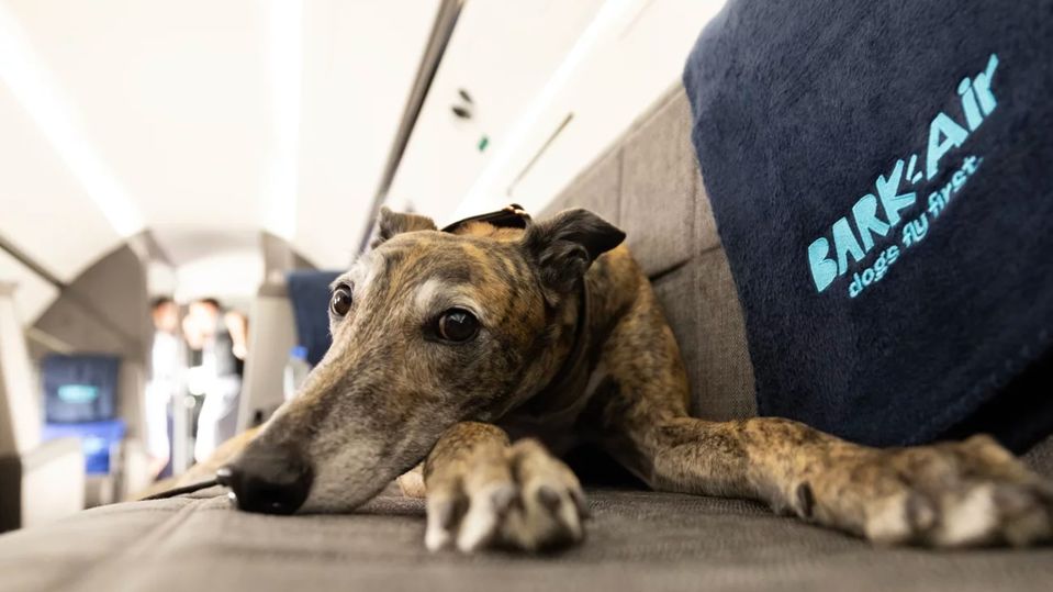 Dogs are VIP passengers on Bark Air.