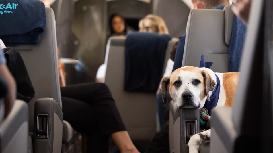 Dogs are VIP passengers on Bark Air.