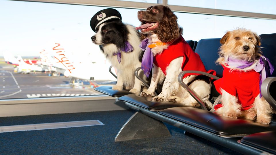 Small dogs will be welcome in the cabin on selected Virgin Australia routes.